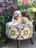 F1B Lincoln, a male Cavapoo for sale in Mayfield, KY – 9 of 10