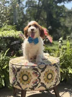 Denim, a male Cavapoo for sale in Mayfield, KY – 4 of 10