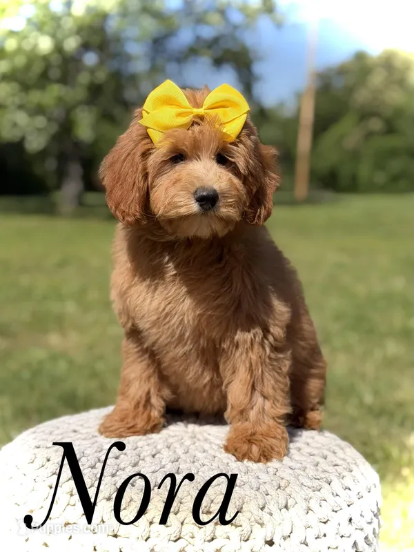 Nora – Miniature Goldendoodle puppy for sale in Mayfield, KY