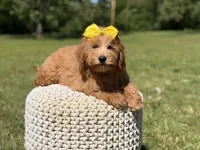 Nora, a female Miniature Goldendoodle for sale in Mayfield, KY – 3 of 7