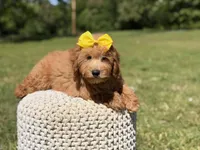 Nora, a female Miniature Goldendoodle for sale in Mayfield, KY – 6 of 7