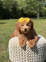 Nora, a female Miniature Goldendoodle for sale in Mayfield, KY – 4 of 7