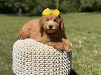 Nora, a female Miniature Goldendoodle for sale in Mayfield, KY – 7 of 7
