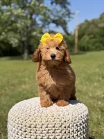 Nora, a female Miniature Goldendoodle for sale in Mayfield, KY – 5 of 7