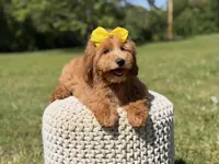 Nora, a female Miniature Goldendoodle for sale in Mayfield, KY – 2 of 7