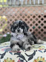 AKC Portet, a male Poodle - Toy  for sale in Mayfield, KY – 6 of 10