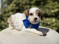 Denim, a male Cavapoo for sale in Mayfield, KY – 5 of 9