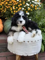 F1 Victor, a male Bernedoodle for sale in Mayfield, KY – 9 of 10