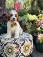F1B Landon, a male Cavapoo for sale in Mayfield, KY – 8 of 10