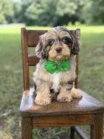 F1 Trace, a male Cavapoo for sale in Mayfield, KY – 5 of 10