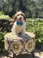 Denim, a male Cavapoo for sale in Mayfield, KY – 6 of 10
