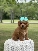 Aurora, a female Miniature Goldendoodle for sale in Mayfield, KY – 8 of 10