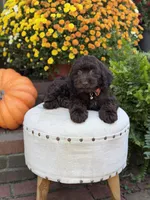F1 Camden, a male Cockapoo for sale in Mayfield, KY – 9 of 10