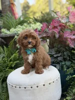 Rhett , a male Cavapoo for sale in Mayfield, KY – 5 of 10