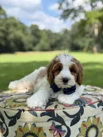 F1B Landon, a male Cavapoo for sale in Mayfield, KY – 6 of 10