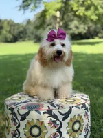 Nelly, a female Miniature Goldendoodle for sale in Mayfield, KY – 6 of 10