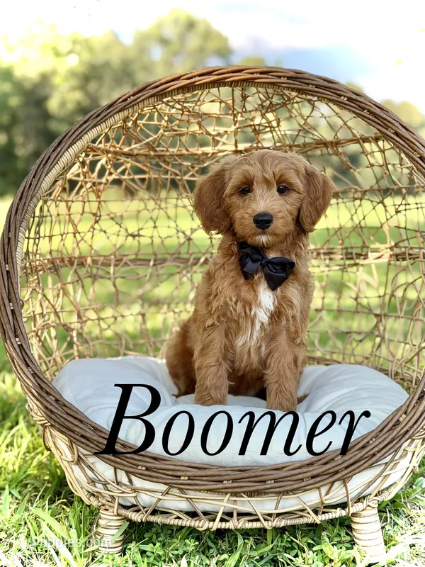 Boomer  – Miniature Goldendoodle puppy for sale in Mayfield, KY
