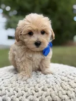 Ivan, a male Maltipoo for sale in Mayfield, KY – 2 of 7