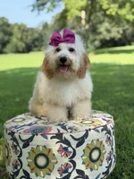 Nelly, a female Miniature Goldendoodle for sale in Mayfield, KY – 7 of 10