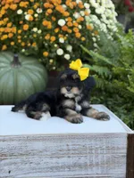 F1 Skeye, a female Cavapoo for sale in Mayfield, KY – 9 of 10