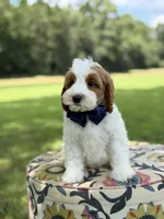 F1B Landon, a male Cavapoo for sale in Mayfield, KY – 5 of 10