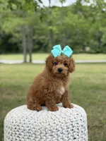 Aurora, a female Miniature Goldendoodle for sale in Mayfield, KY – 9 of 10