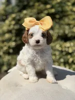 Daisy, a female Cavapoo for sale in Mayfield, KY – 5 of 10