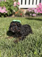 F1 Abby, a female Cavapoo for sale in Mayfield, KY – 4 of 6
