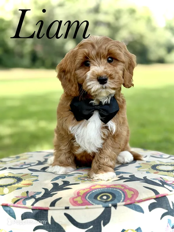 F1B Liam – Cavapoo puppy for sale in Mayfield, KY