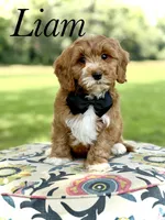 F1B Liam, a male Cavapoo for sale in Mayfield, KY – 1 of 10