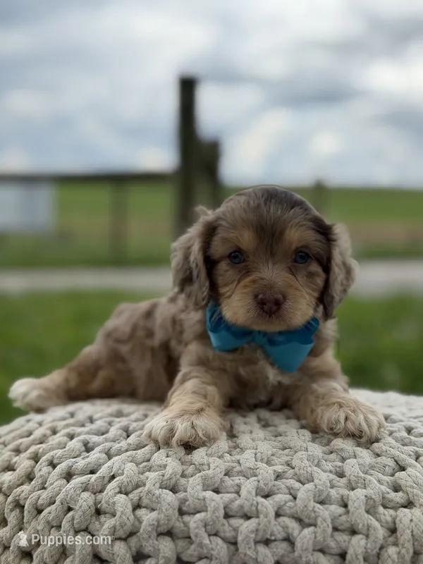 Hudson – Cavapoo puppy for sale in Mayfield, KY