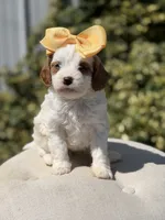 Daisy, a female Cavapoo for sale in Mayfield, KY – 6 of 10