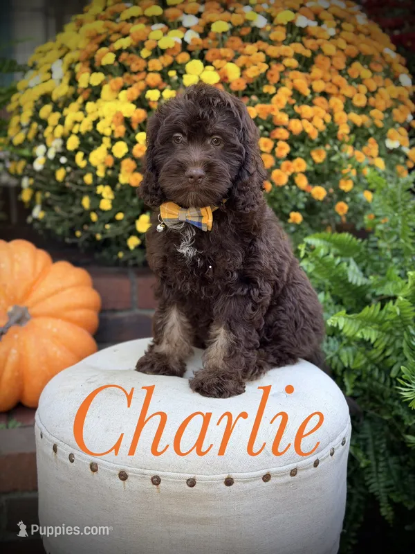 Charlie – Cockapoo puppy for sale in Mayfield, KY