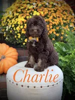 Charlie, a male Cockapoo for sale in Mayfield, KY – 1 of 10