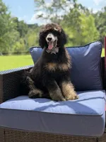 AKC Wally, a male Poodle - Multi-Colored Standard for sale in Mayfield, KY – 10 of 10