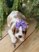 F1 Chloe, a male Cavapoo for sale in Mayfield, KY – 3 of 7