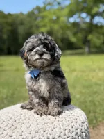 Trooper, a male Miniature Goldendoodle for sale in Mayfield, KY – 4 of 10