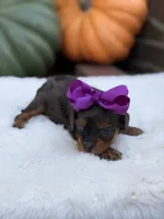 Purple bow, a female Cavapoo for sale in Mayfield, KY – 2 of 10