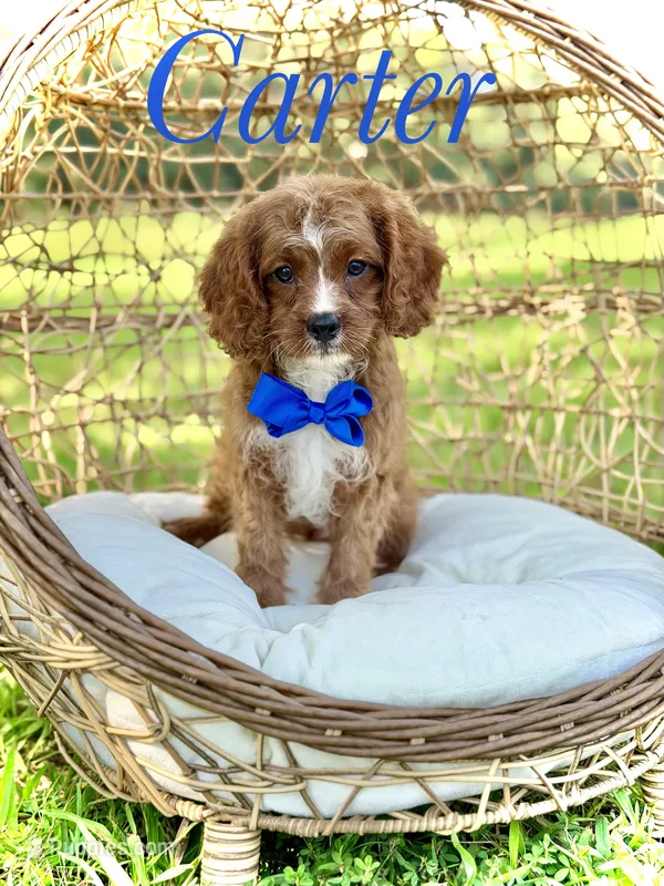 F1 Carter – Cavapoo puppy for sale in Mayfield, KY