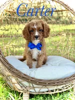 F1 Carter, a male Cavapoo for sale in Mayfield, KY – 1 of 10