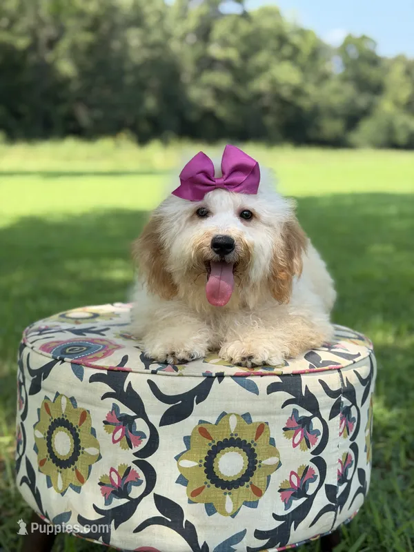 Nelly – Miniature Goldendoodle puppy for sale in Mayfield, KY