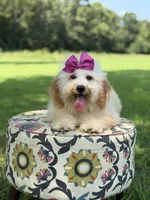 Nelly, a female Miniature Goldendoodle for sale in Mayfield, KY – 1 of 10