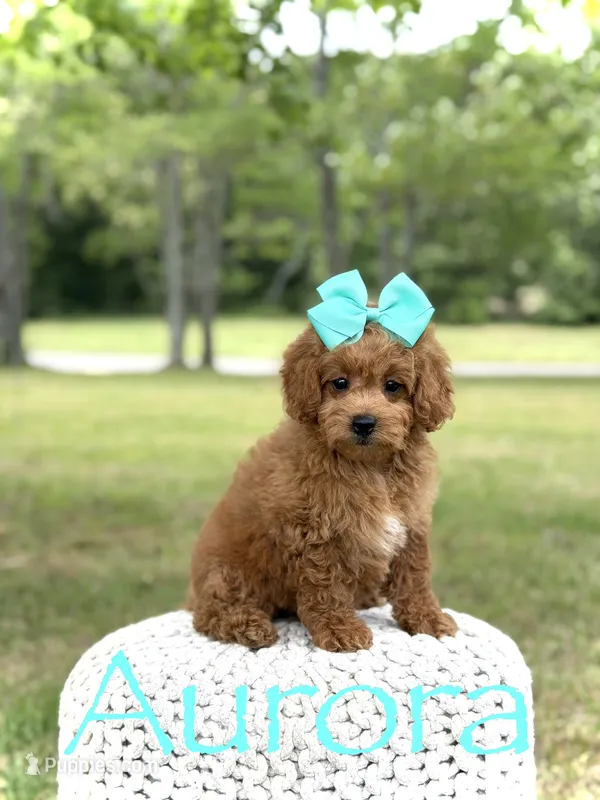 Aurora – Miniature Goldendoodle puppy for sale in Mayfield, KY