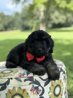 F1Tucker, a male Bernedoodle for sale in Mayfield, KY – 10 of 10