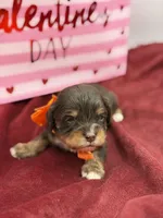 Orange, a male Cavapoo for sale in Mayfield, KY – Photo 2 of 3