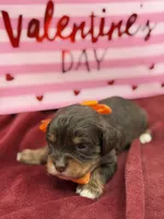 Orange, a male Cavapoo for sale in Mayfield, KY – Photo 3 of 3