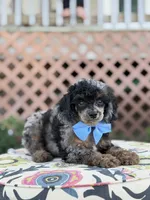 ALC Prince, a male Poodle - Toy  for sale in Mayfield, KY – 6 of 10