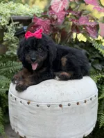 F1B Bridget, a female Bernedoodle for sale in Mayfield, KY – 3 of 9