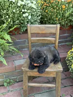 Teddy, a male Shihpoo for sale in Mayfield, KY – 6 of 10