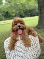 Edison, a male Cavapoo for sale in Mayfield, KY – 10 of 10